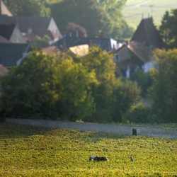 Association Paysage de Corton et découverte du site