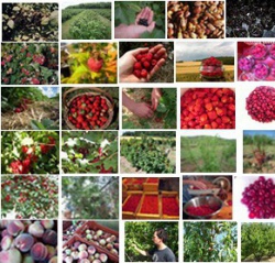 50 nuances de red... fruits !